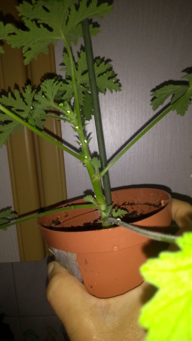 PBegonia rącznikolistna i geranium