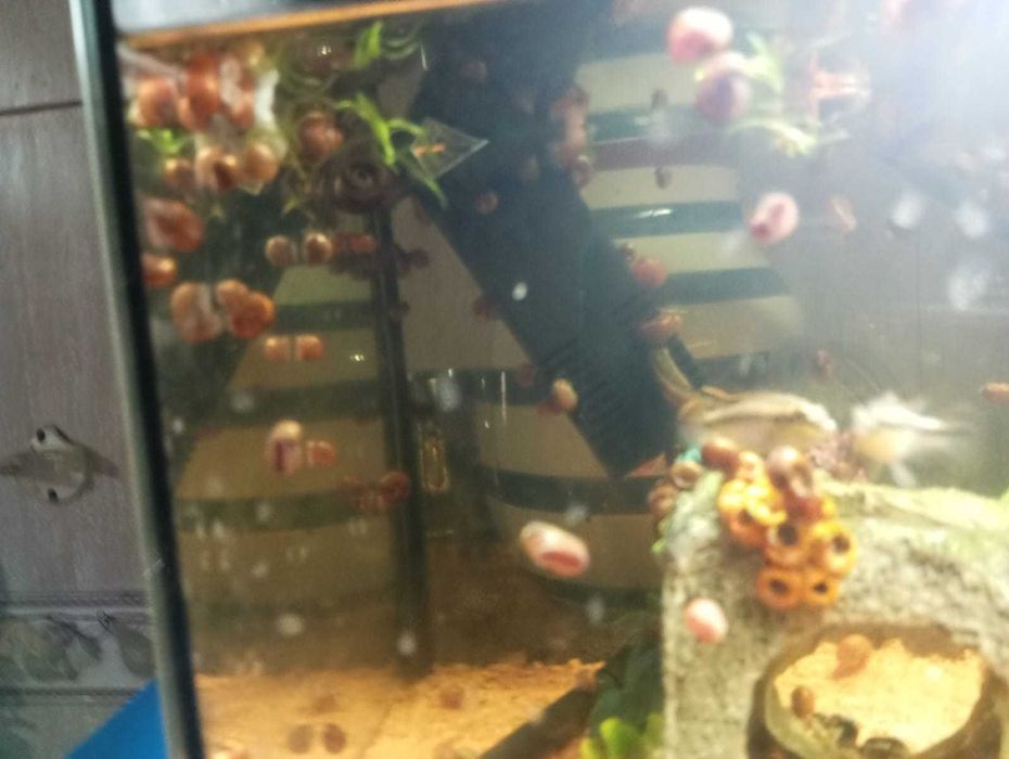 Caracóis aquario