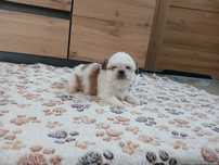 Chłopiec Shih-tzu Tricolor z Rodowodem