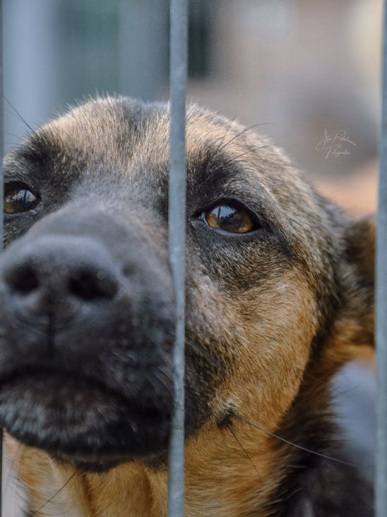 Te oczy proszą o nowy dom! Adoptuj Uszatka!