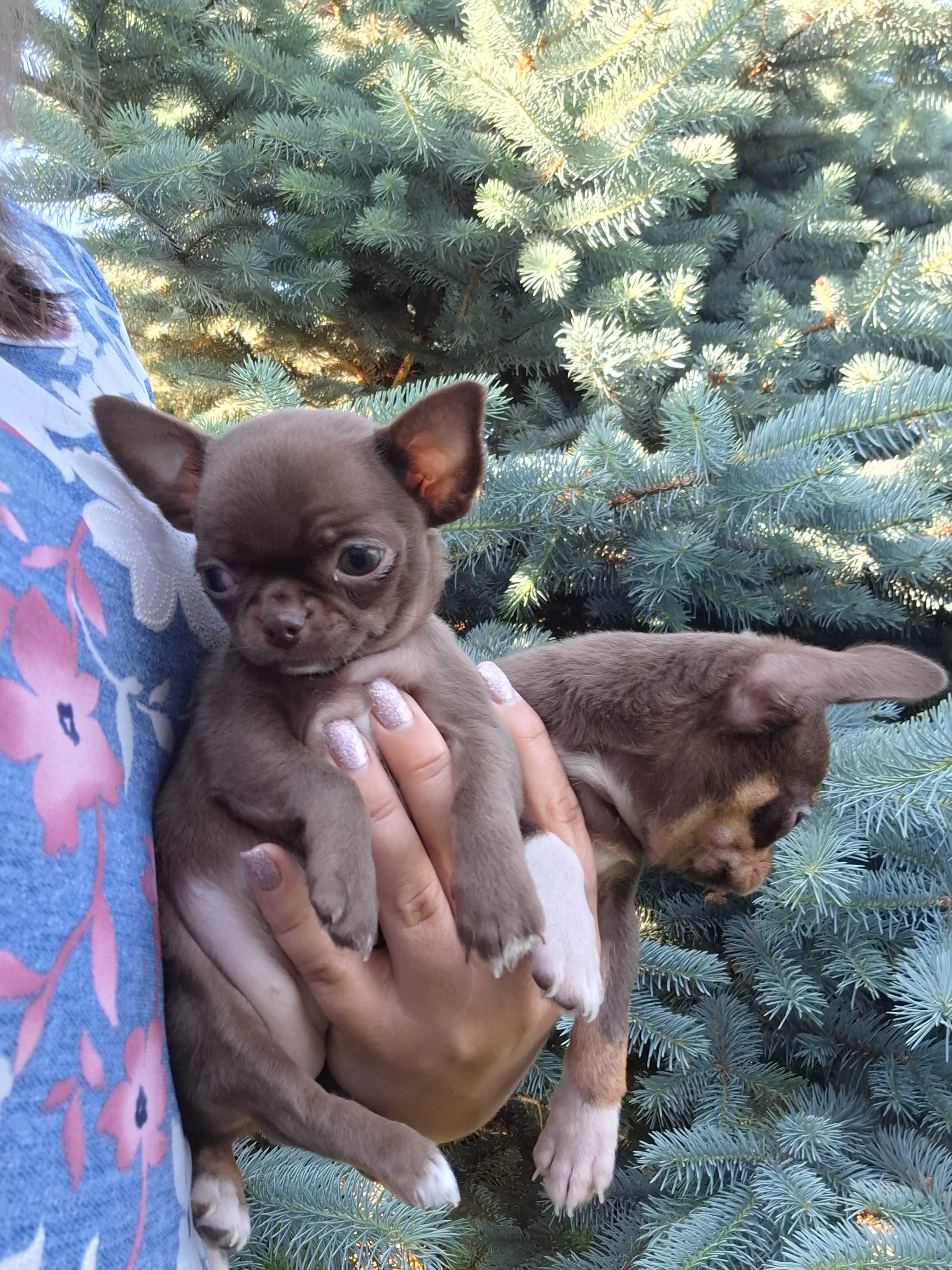 Miniaturowa czekoladowa mini dziewczynka chihuahua.