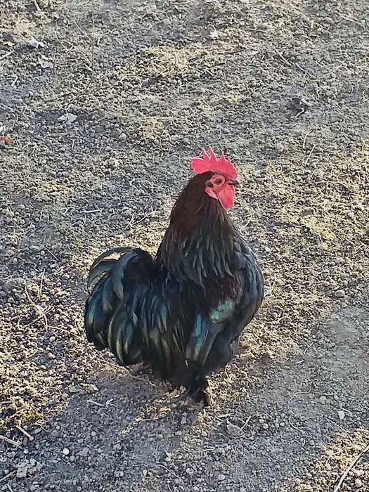 Півник карликовий Кохінхін, яйця