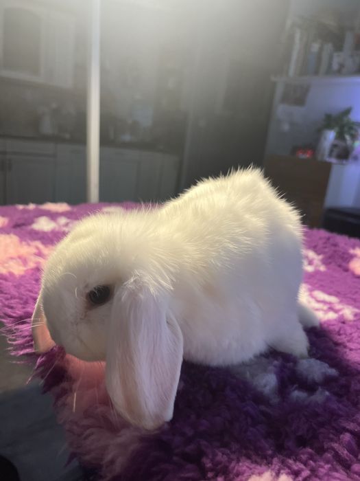 Sprzedam Mini Lop chłopec
