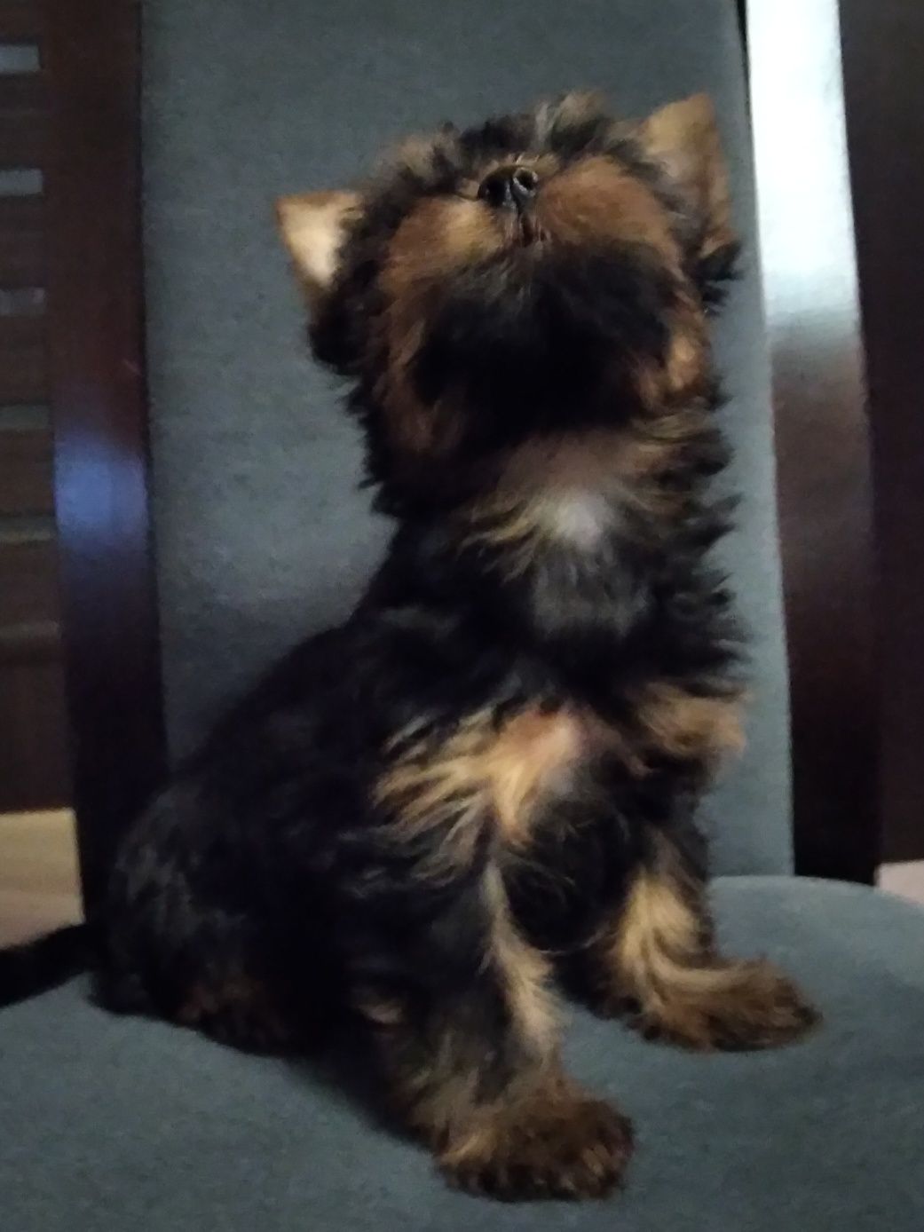 Piesek yorkshire terrier