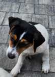 Szczeniak Jack Russell Terier