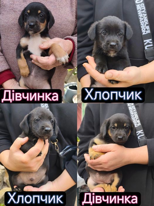 Безкоштовно цуцики