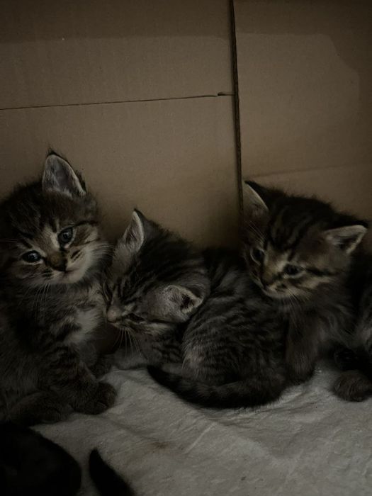 Котики безкоштовно