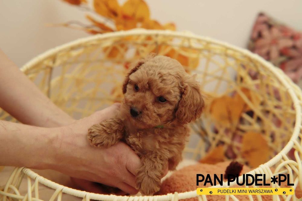 Pudel Toy/Mała Miniaturka Wyjątkowa Suczka Apricot Płowa Odbiór