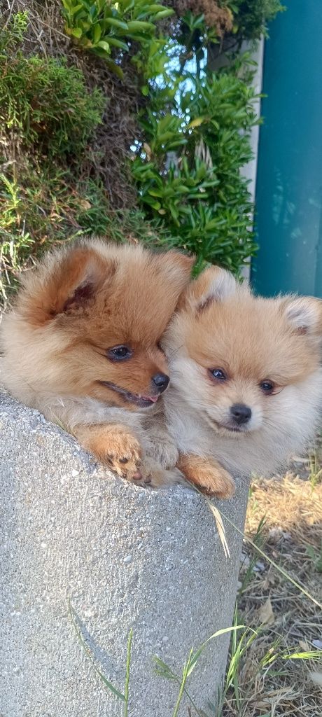 Spitz alemão anão, lulu da pomerânia