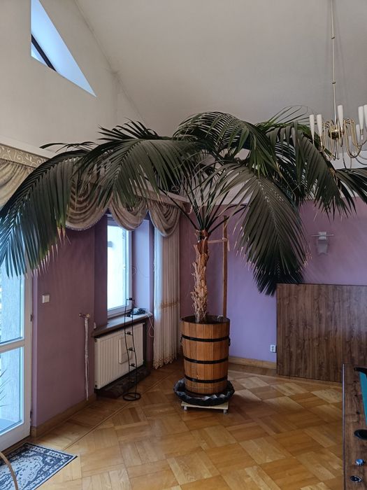 Palma kencja reprezentacyjna zarezerwowana