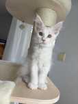 Kocur Maine Coon Gerard