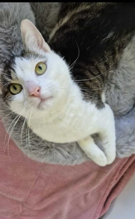 Frużelka do kochania - mała kotka