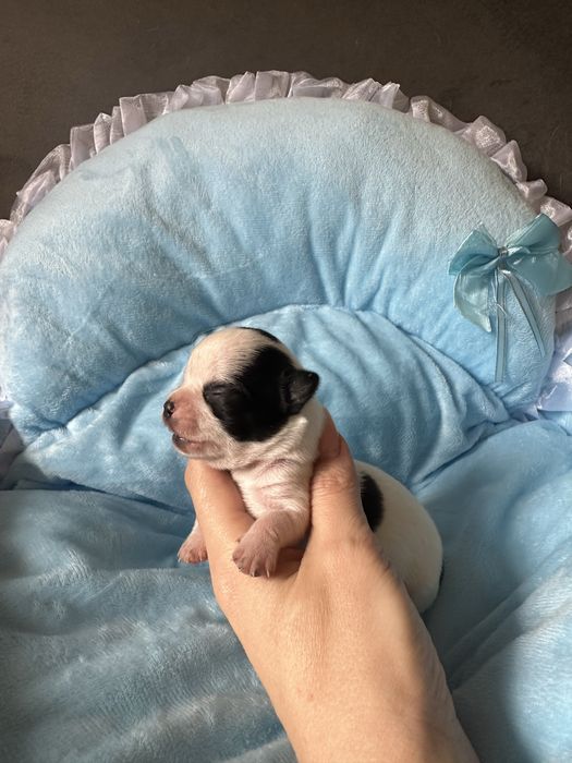 Chihuahua chlopczyk xxs