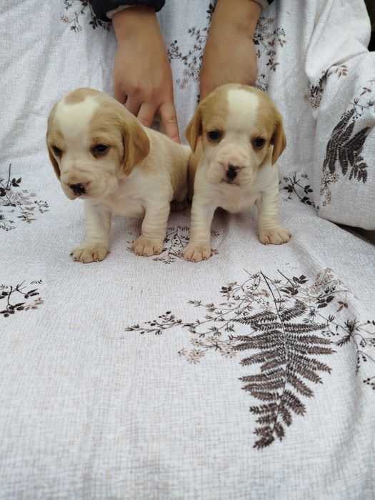 Beagle suczka bicolor tel.-5.7.5.3.0.2.0.3.9.