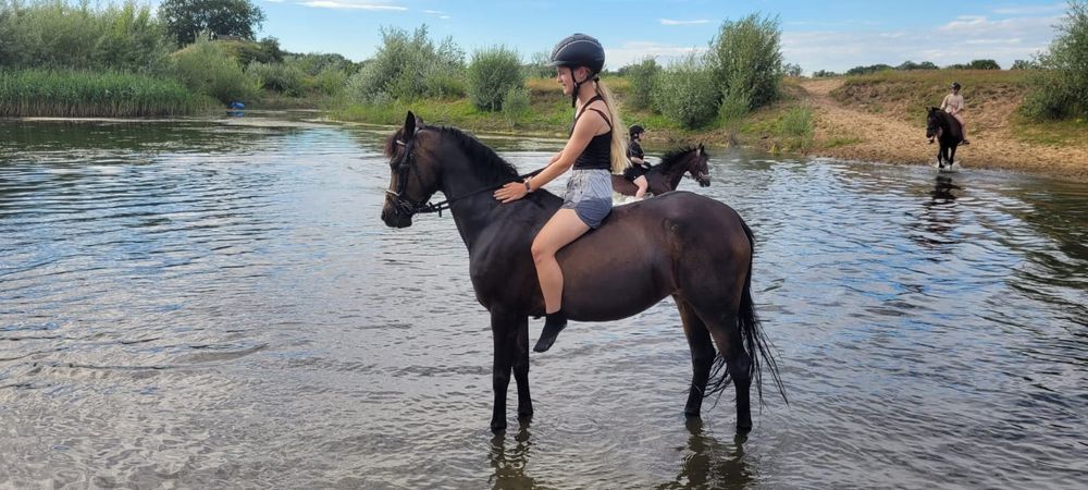 Sprzedam kuca klacz C grupa