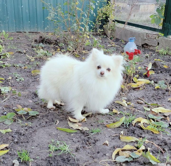 Доросла дівчинка шпіц