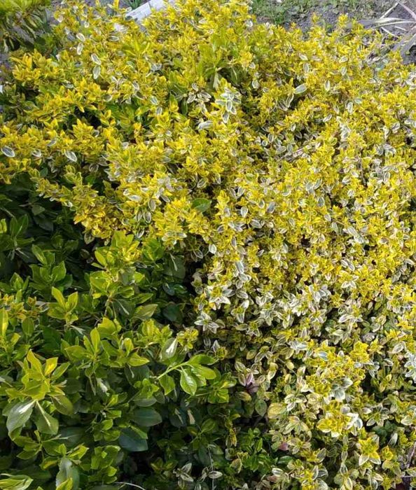 Бересклет, 3 вида