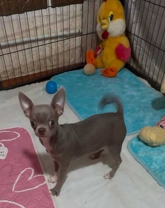 Лілова красуня - Чихуахуа. Лілова дівчинка у продажу.