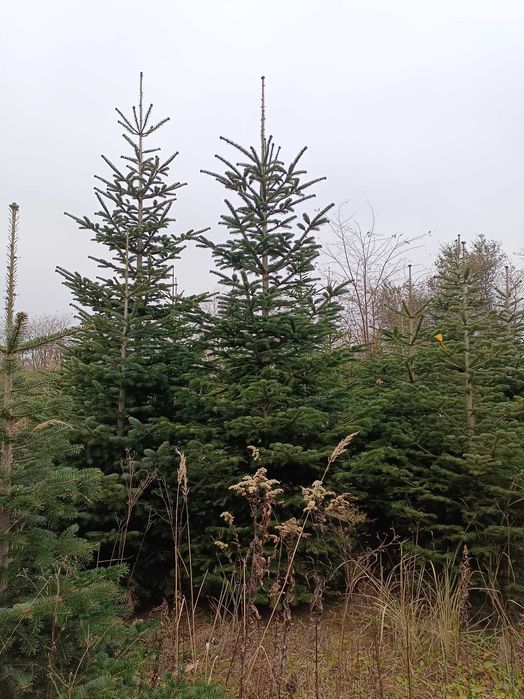 Jodła kaukaska 5 metrowe drzewa