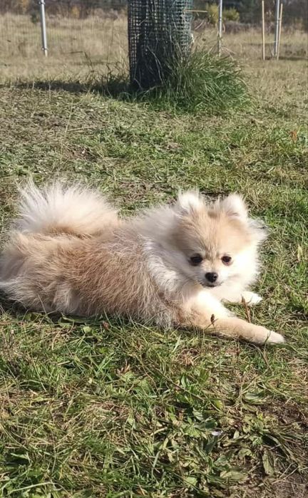 Carmen szpic pomeranian