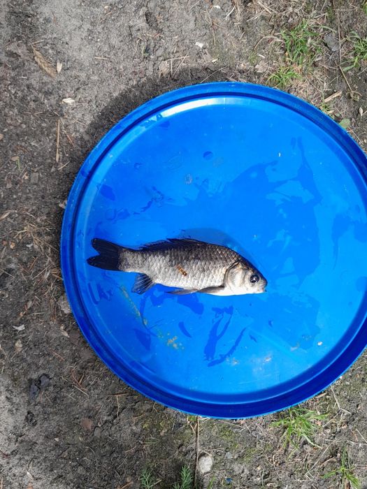 Karasie Szczupakowe 10,18cm DOSTEPNY