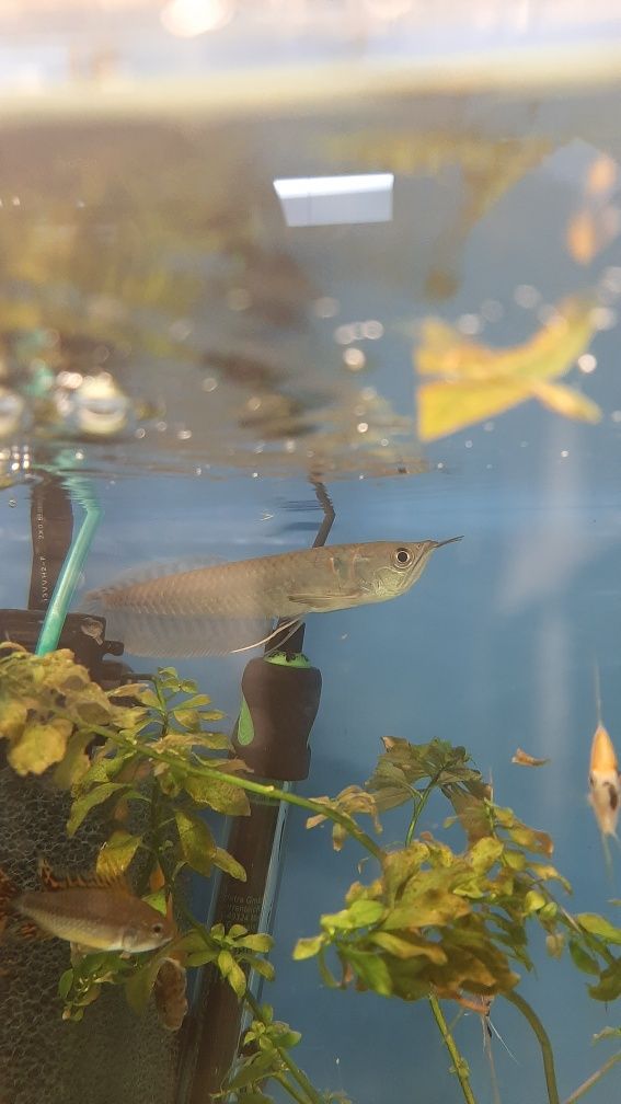 Arowana w PAWIK.PL sklep zoologiczny