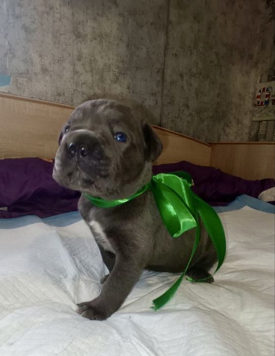 Кане Корсо бронь