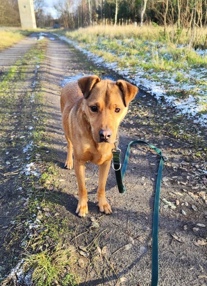 Piękny Barney czeka na doświadczonego i odpowiedzialnego opiekuna!