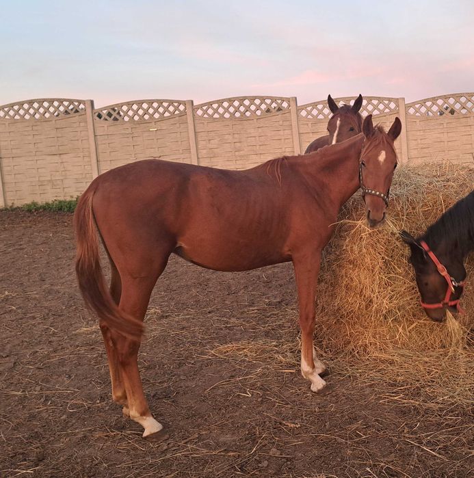 Młody, sympatyczny wałach. NISKA CENA DO KOŃCA ROKU