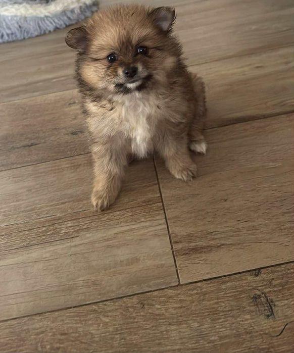 Szpic miniaturowy pomeranian mini perełka ostatni sunia