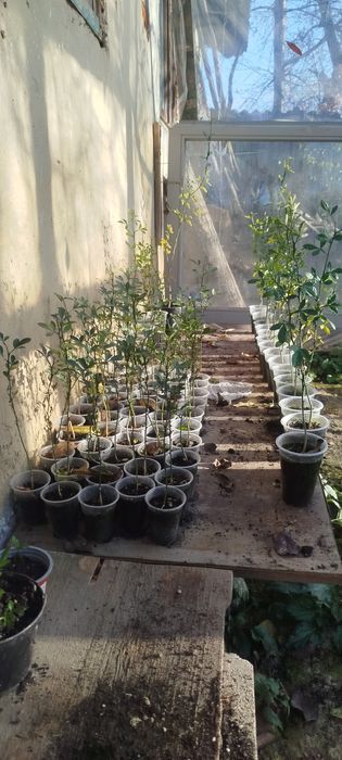 Трифоліата обо дикий апельсин