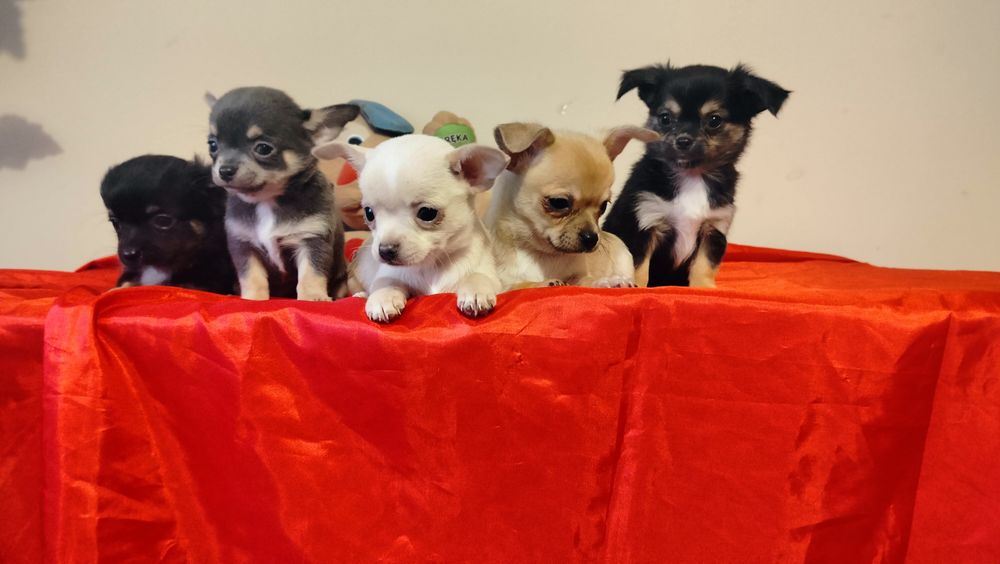 Śliczne szczenię -Chihuahua