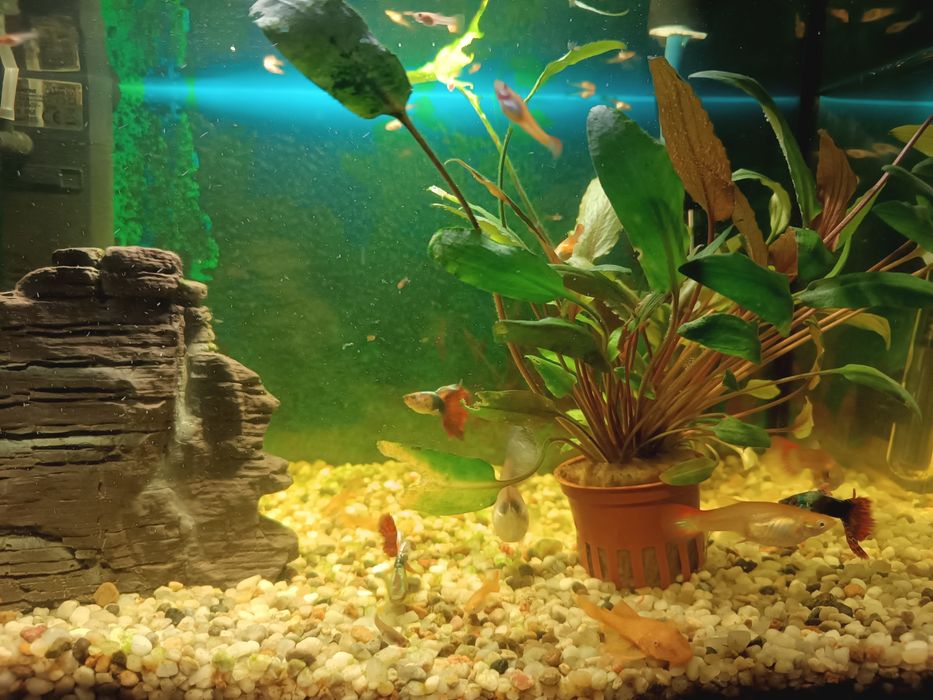 Gupiki akwariowe Red Mosaic Tail