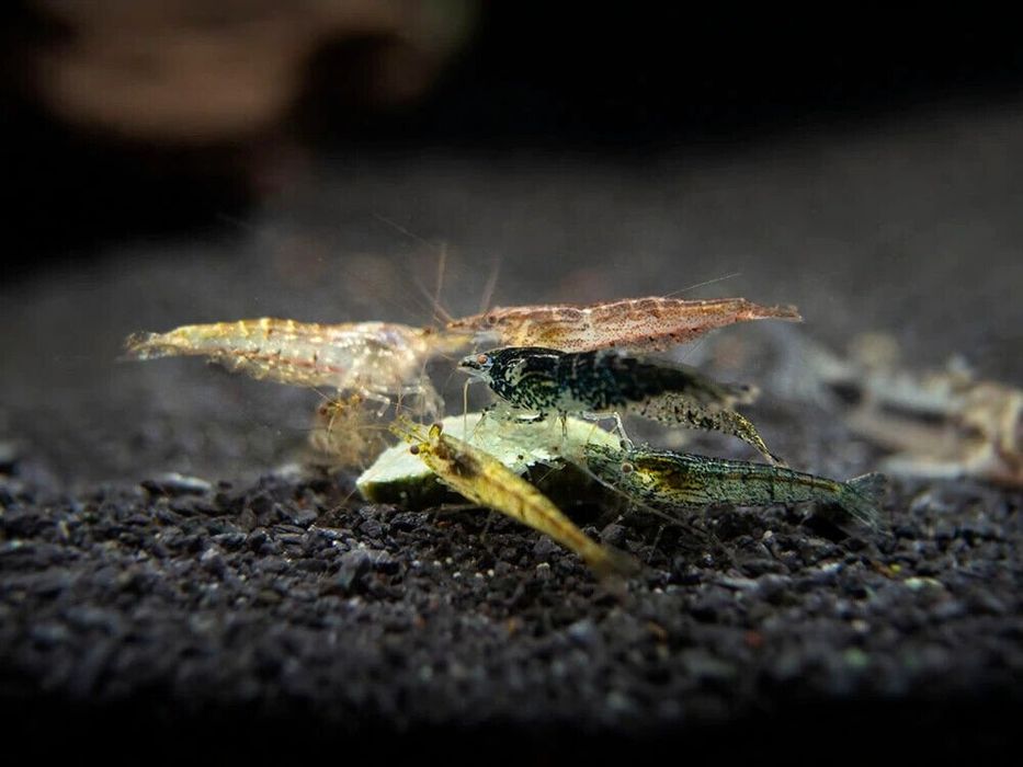 Neocaridina Davidi "wild" - camarões para aquário ou lago
