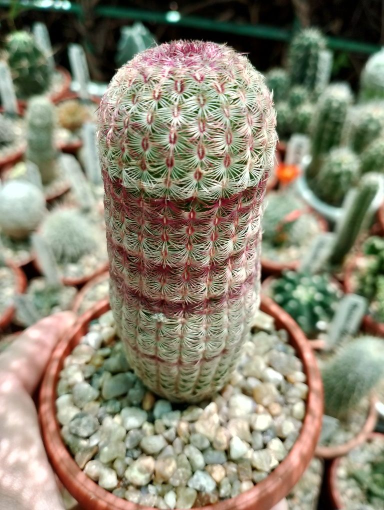 Редкие кактусы Echinocereus knipplianuss