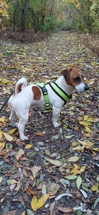 Вязка Джек Рассел терьера