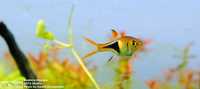 Rasbora klinowa 2,5 cm