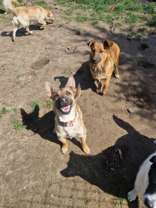 Balbinka szuka rodziny