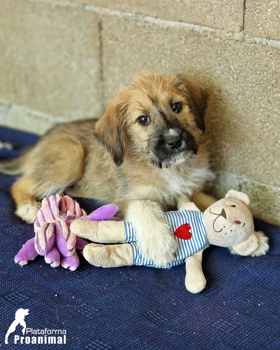 TUFINHA - Cadelinha bebe para adoção!