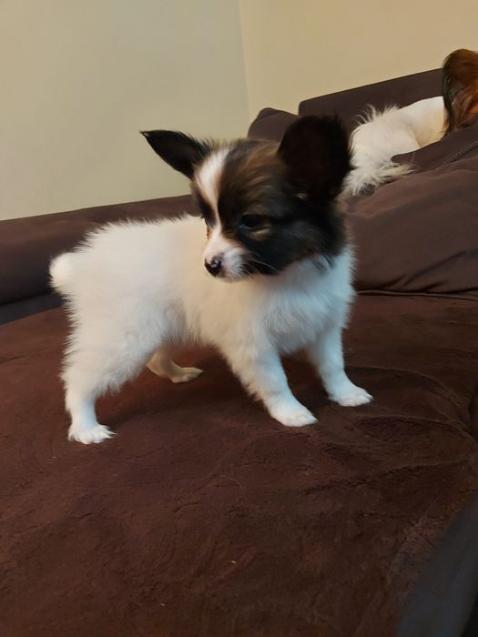 Солодкий папійон ( папільон)