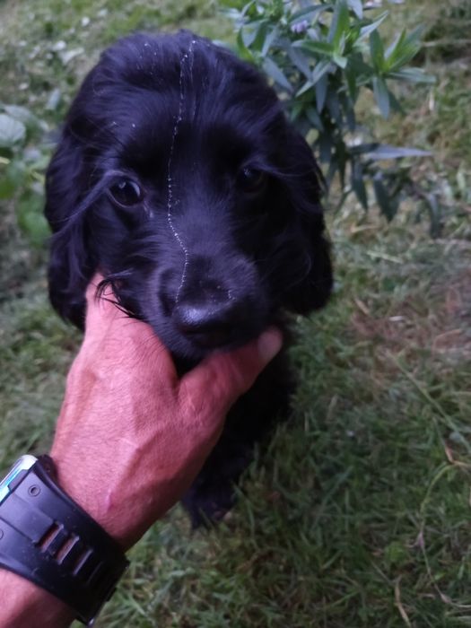 Продам Англійського Кокер Спаніеля