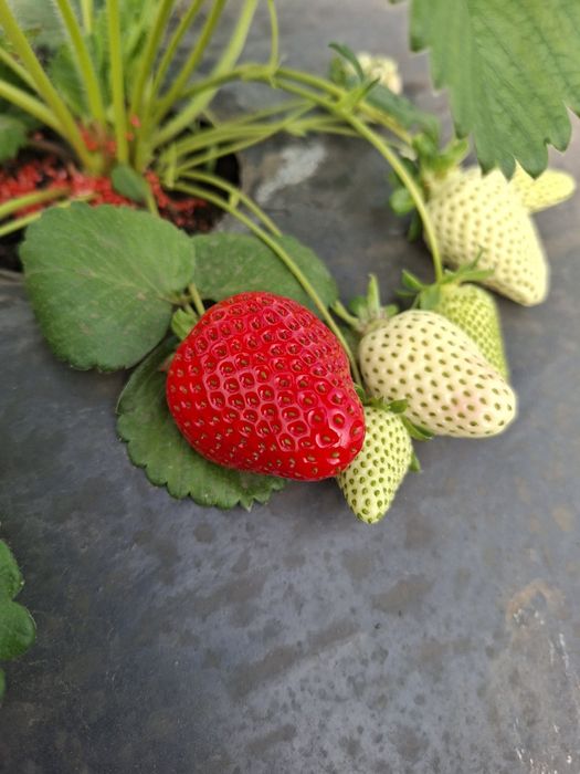 Рассада клубника Румба