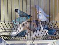 Diamantes Gould boa qualidade