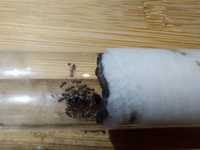 Мурахи виду lasius niger