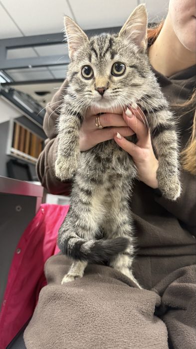 Кошеня шукає родину