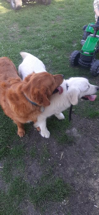 Suczka Golden Retriever