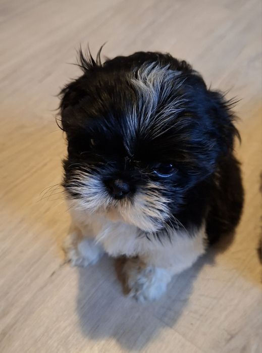 Pieski shih-tzu.