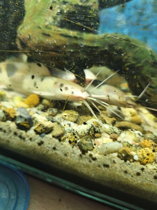 Zamienię sumikii na inne