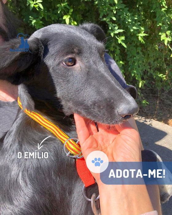 Emilio - cao jovem ficara porte medio- grande