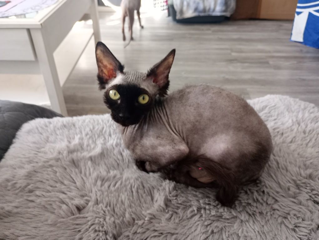 Sfinks czarna kotka
